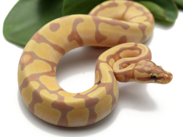 Banana Enchi Pastel (Female)