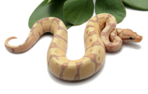 30-17B-F-CG-Enchi_2022_12-22-22-300x192 30-17B-F-CG-Enchi_2022_12-22-22