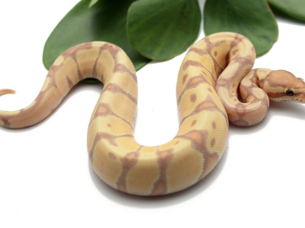Banana Enchi (Female)
