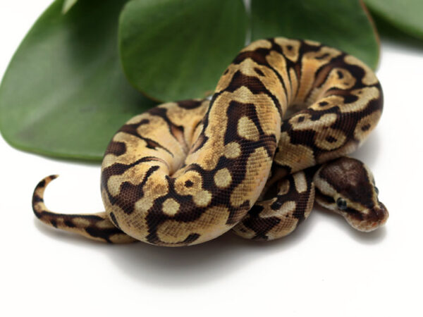 HGW Enchi Pastel (Female)