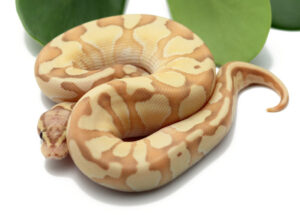 32-14B-Banana-Pastel-Butter-Enchi_2022_1-6-23-300x215 32-14B-Banana-Pastel-Butter-Enchi_2022_1-6-23