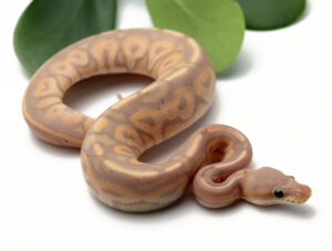 33-15B-Banana-Cinnamon_2022_1-6-23-300x227 33-15B-Banana-Cinnamon_2022_1-6-23