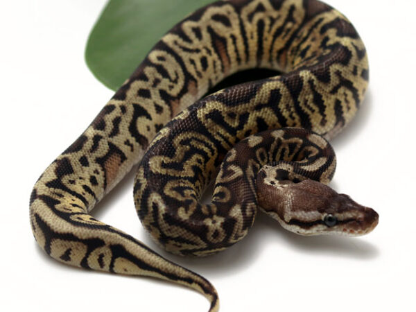 HGW Enchi Pastel (Female)