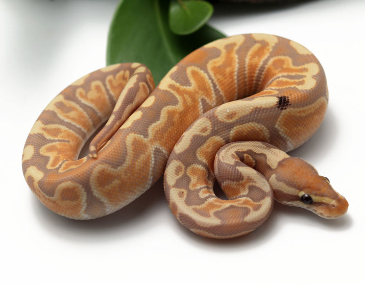 35-9A-Banana-GHI-Enchi_2022_1-20-22 "My Ball Python Won't Eat" Here's Why!