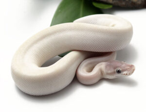 36-14A-Blue-Eye-Leucistic_2022_1-20-22-300x230 36-14A-Blue-Eye-Leucistic_2022_1-20-22