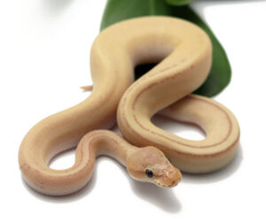 36-3B-Banana-Genetic-Stripe-Pastel-Butter_2022_1-20-22-300x251 36-3B-Banana-Genetic-Stripe-Pastel-Butter_2022_1-20-22