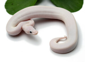 37-10B-Blue-Eye-Leucistic_2022_1-27-23-300x220 37-10B-Blue-Eye-Leucistic_2022_1-27-23
