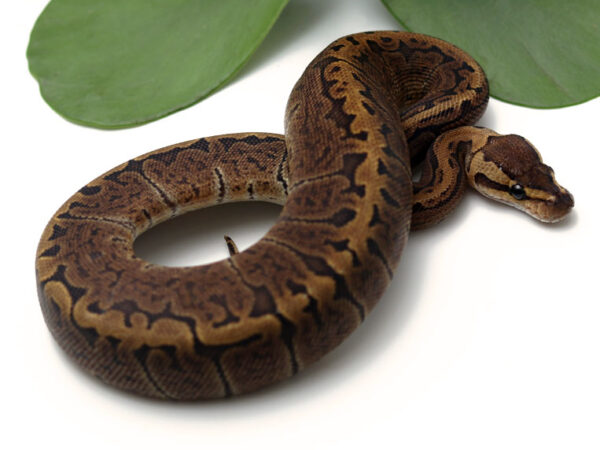 GHI Pin (Female)