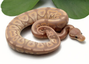 37-6B-Banana-Cinnamon_2022_1-27-23-300x218 37-6B-Banana-Cinnamon_2022_1-27-23