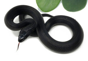 M15G-Mexican-Black-Kingsnake_2022_1-5-23-300x208 M15G-Mexican-Black-Kingsnake_2022_1-5-23