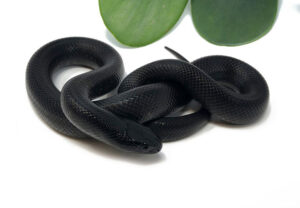 M16C-Mexican-Black-Kingsnake_2022_1-5-23-300x208 M16C-Mexican-Black-Kingsnake_2022_1-5-23