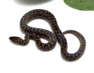 WR-15A-Cape-York-Spotted-Python_2022_1-25-23-300x233 WR-15A-Cape-York-Spotted-Python_2022_1-25-23