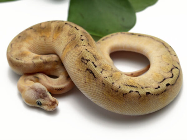 Champagne Enchi Pastel (Female)