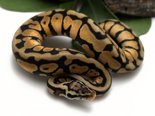 Enchi Pastel Spotnose (Female)