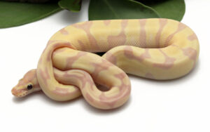 40-5C-Super-Banana-Super-Enchi_2022_2-3-23-300x188 40-5C-Super-Banana-Super-Enchi_2022_2-3-23