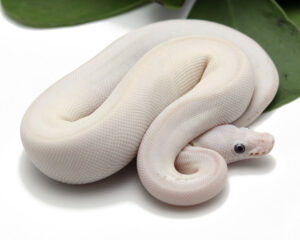 40-7B-Blue-Eye-Leucistic_2022_2-3-23-300x240 40-7B-Blue-Eye-Leucistic_2022_2-3-23