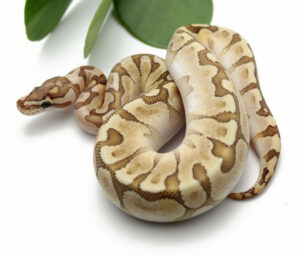 41-13C-M-Bamboo-Enchi-Pastel_2022_2-8-23-300x256 41-13C-M-Bamboo-Enchi-Pastel_2022_2-8-23