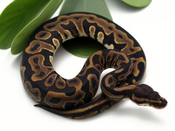 Leopard YB/Spark (Female)