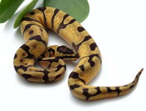 42-15B-F-Super-Enchi_2022_2-8-23-300x228 42-15B-F-Super-Enchi_2022_2-8-23