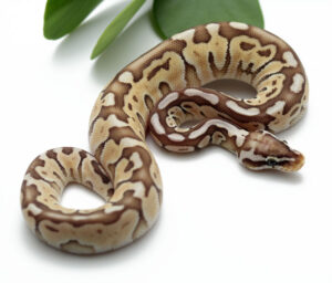 42-6B-F-Pastel-Butter-Woma_2022_2-8-23-300x256 42-6B-F-Pastel-Butter-Woma_2022_2-8-23