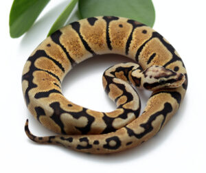 42-7A-F-Pastel-Woma_2022_2-8-23-300x252 42-7A-F-Pastel-Woma_2022_2-8-23