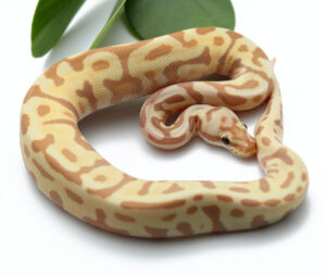 43-3C-M-CG-Leopard-Spotnose-Enchi-YBSpark_2022_2-8-23-300x253 43-3C-M-CG-Leopard-Spotnose-Enchi-YBSpark_2022_2-8-23