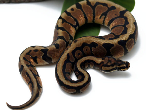 Enchi Spotnose (Female)