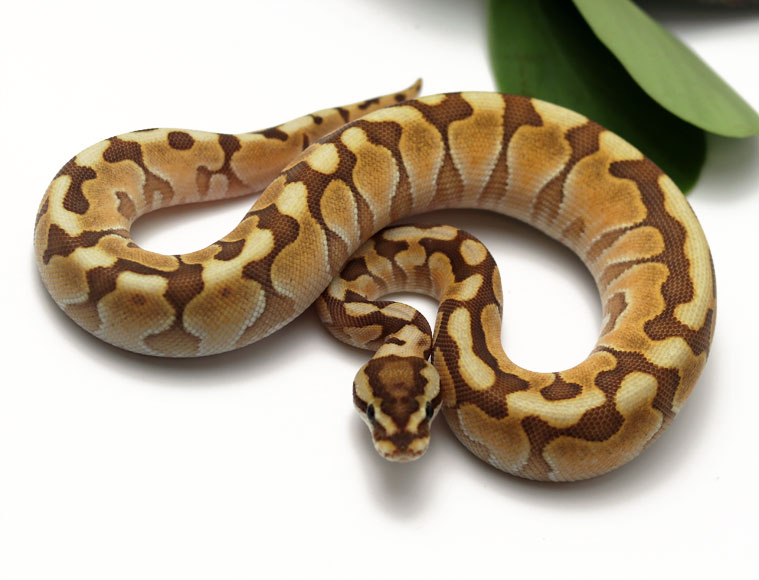 Butter Woma YB (Female) - Dynasty Reptiles