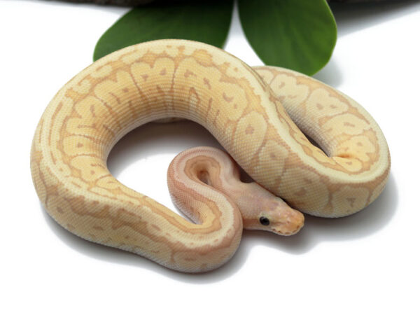 Banana Pastave Pin (Female)