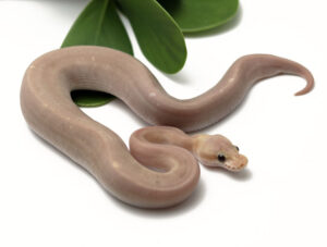 81-5B-Banana-Super-Cinnamon_2022_2-17-23-300x227 81-5B-Banana-Super-Cinnamon_2022_2-17-23