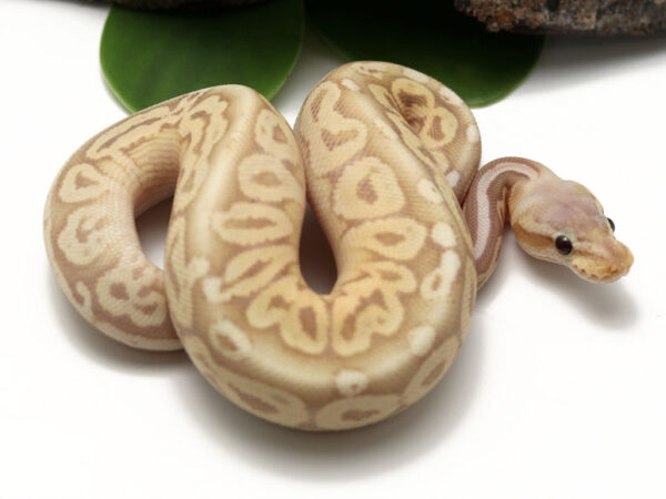 Banana Pewter Enchi (Male)