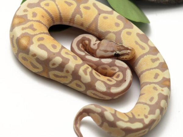 Banana Pastel (Female)