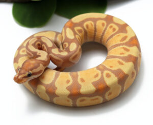 83-4A-Banana-Enchi-Het-Clown_2022_2-24-23-300x244 83-4A-Banana-Enchi-Het-Clown_2022_2-24-23