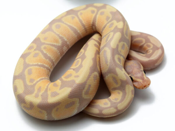 Super Banana? (Male)
