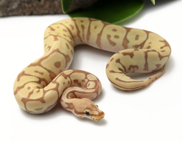 84-12C-Banana-Leopard-Mojave-Spider_2022_3-3-23-600x470 Best Price Ball Pythons For Sale