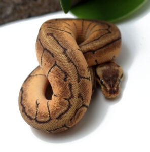 84-14C-Lemonblast-Enchi_2022_3-3-23-296x300 84-14C-Lemonblast-Enchi_2022_3-3-23
