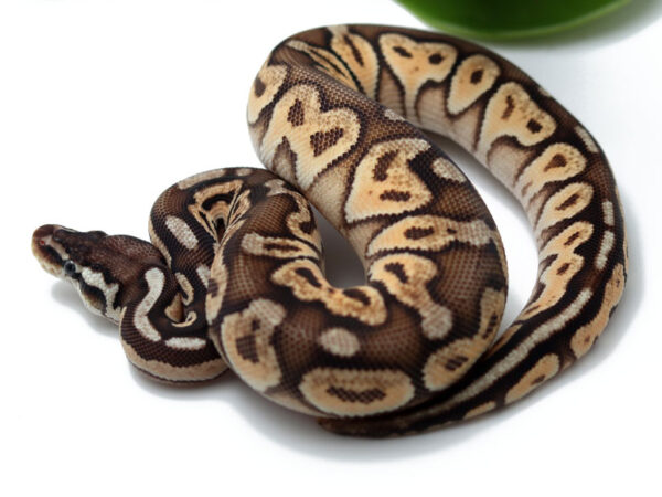 Pewter Enchi (Female)