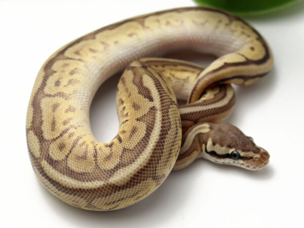 Bongo Leopard Bee (Male)