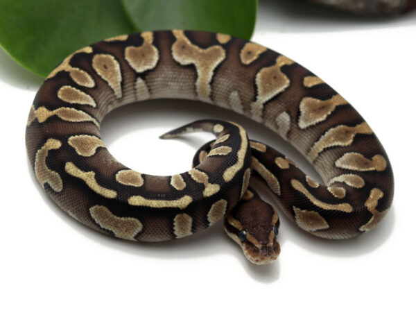 85-15C-Raven-Butter_2022_3-10-23-600x454 Ball Pythons and other Reptiles for sale