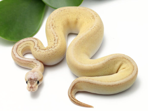 Bongo Pewter Butter (Male)