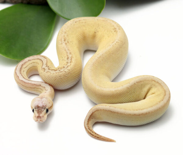85-7B-Bongo-Pewter-Butter_2022_3-10-23-600x508 Best Price Ball Pythons For Sale