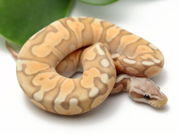 Banana Pewter Enchi (Male)