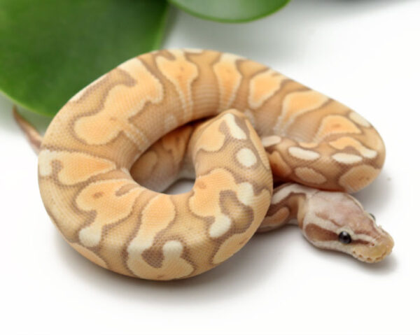 85-8A-Banana-Pewter-Enchi_2022_3-10-23-600x479 Ball Pythons and other Reptiles for sale