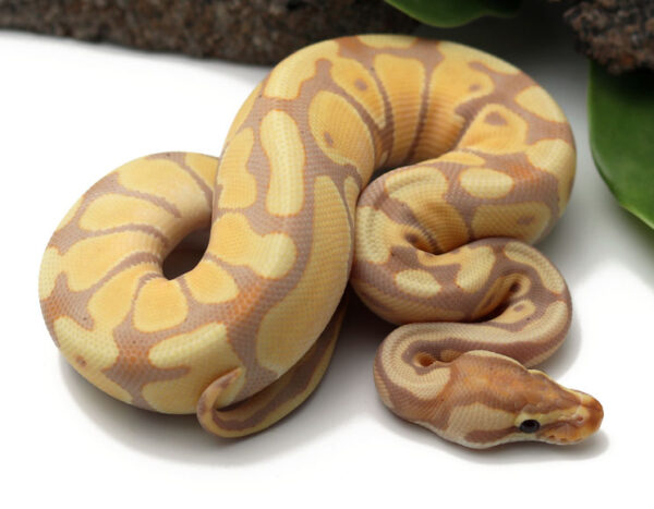 86-10C-Banana-Enchi_2022_3-10-23-600x467 Ball Pythons and other Reptiles for sale