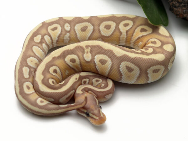 Banana Moochie (Female)