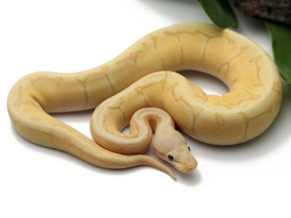 Banana Lemonblast Enchi (Male)
