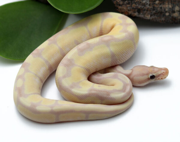 86-1C-Super-Banana-Enchi_2022_3-10-23-600x474 Ball Pythons and other Reptiles for sale