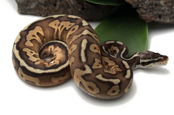 86-9A-Pewter-Enchi_2022_3-10-23-600x398 Ball Pythons and other Reptiles for sale