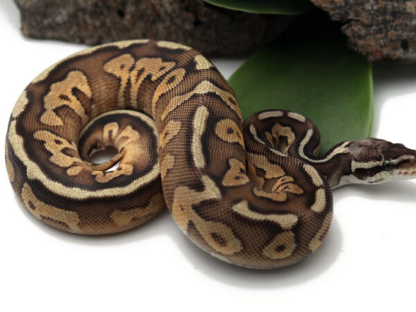 Pewter Enchi (Female)