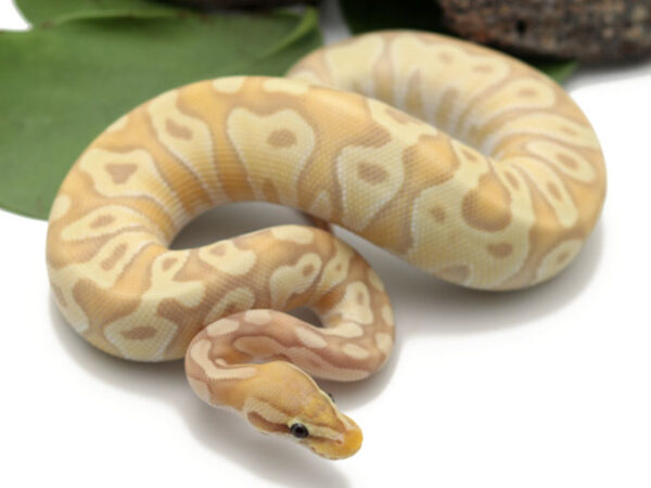 Banana Moochie Pastel (Male)